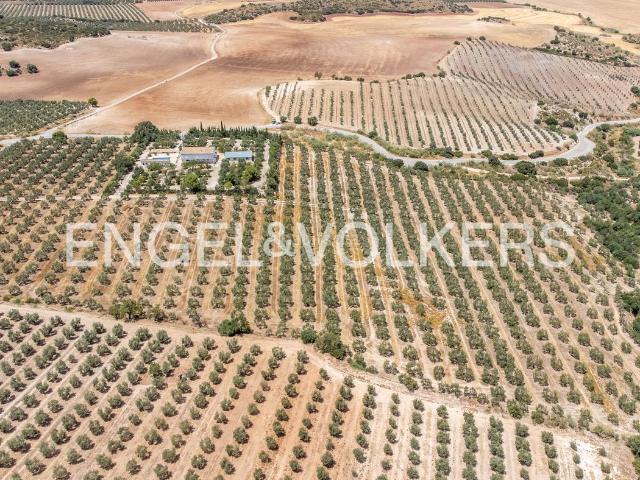 Casa en venta en Osuna. Engel Völkers presenta Espectacular Finca Olivarera con Vistas Panorámicas en Osuna. Casas.