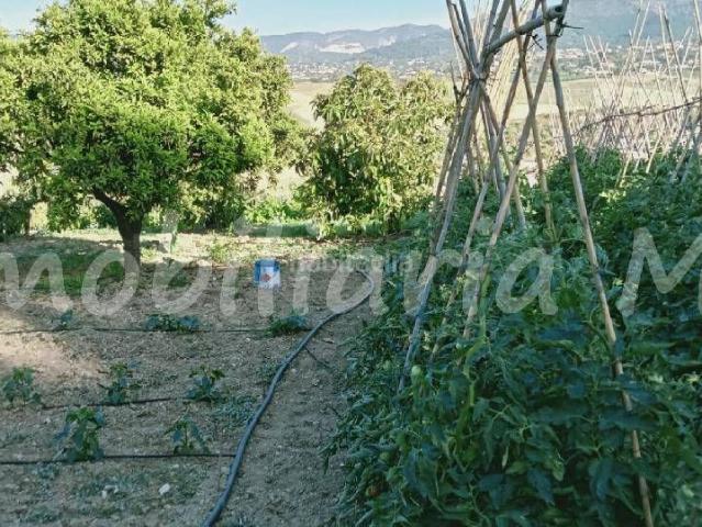 Casa en venta en Alhaurín de la Torre, Centro. hERMOSA FINCA RUSTICA CON CASITA. Casas Alhaurín de la.