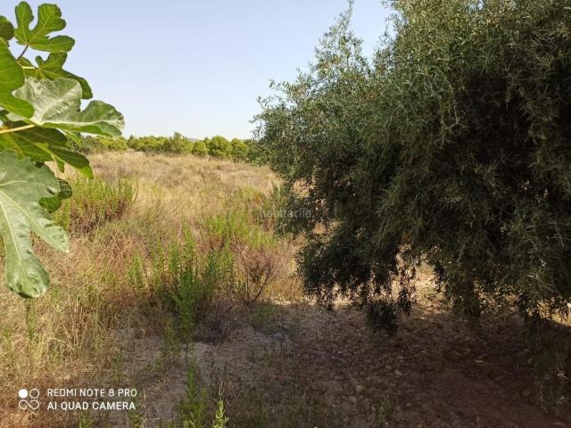 Casa en venta en Elche Elx, Carrús Oeste. CASA DE CAMPO A 1K DE ELCHE. Casas Elche.
