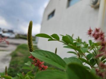 CASA EN VENTA, REAL MANDINGA – RIVIERA VERACRUZANA, ALVARADO