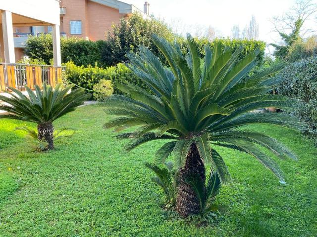 Casa indipendente in Viale delle Ginestre 60, Anzio, RM
