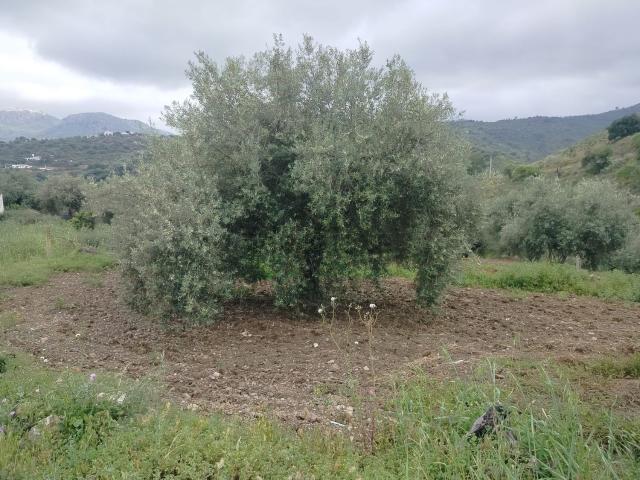 Casa rústica, Comares