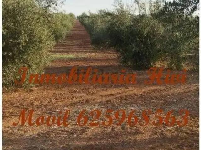Casa rústica / Caserío en Venta en Almendralejo