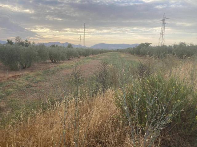 Casa rústica / Caserío en Venta en Albolote