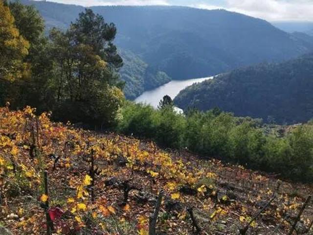 Casa rústica / Caserío en Venta en O Saviñao