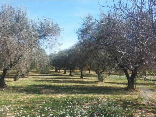 Casa rústica / Caserío en Venta en Sant Mateu