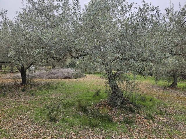 Casa rústica / Caserío en Venta en Sant Carles de la Ràpita