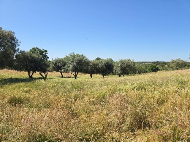 Casa rústica, Abela