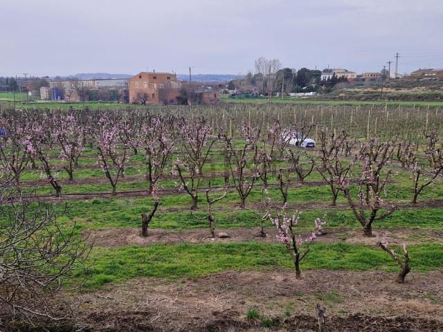 Casa rústica, Gualda