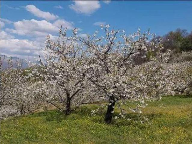 Casa rústica Venta La Vall de Gallinera, Beniali