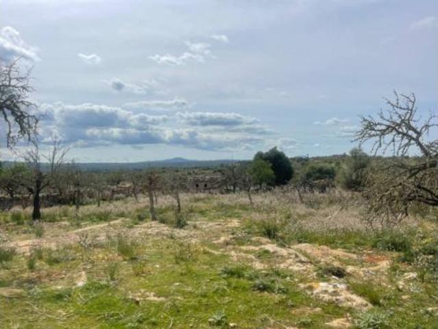 Casa rústica Venta Santa Margalida, Ca'n Picafort