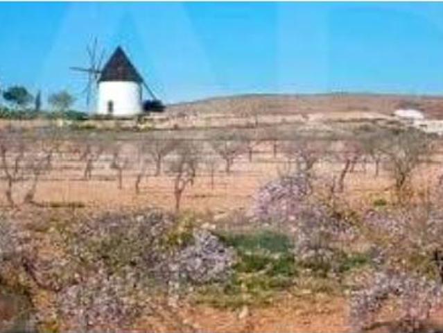 Casa Venta Níjar, Albaricoques