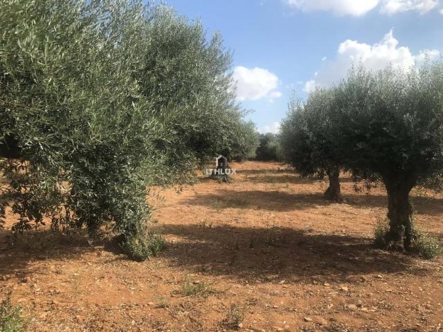 Casaa 1 quarto, Elvas Portalegre DLS100842228