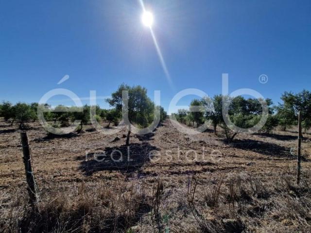 Casaa Ourique Ourique DS97122597