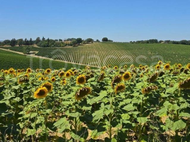Casale in vendita a Baschi