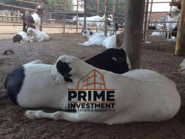 Cattle Dairy Farm Karachi Gulshan e Maymar ID 31486