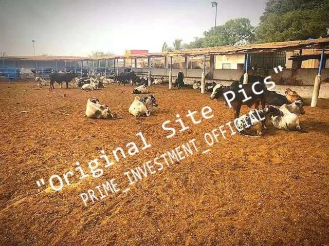 Cattle farm land Karachi Gadap Town ID 23282