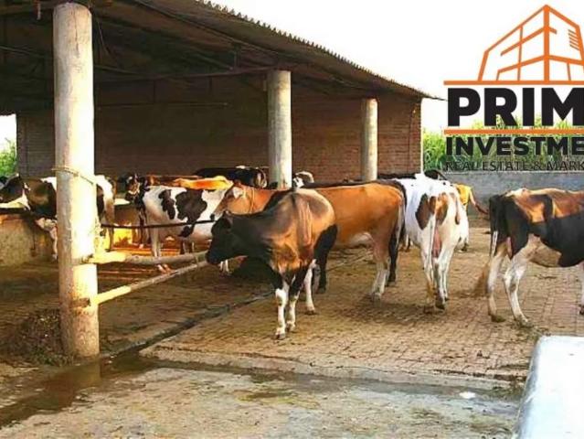 CATTLE Farm /Mandi QABZA SIRF 60% Payment Pe /DAIRY FARM / HOUSE Karachi Gulshan e Maymar ID 23273