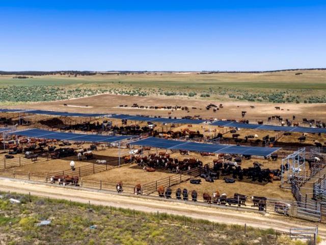 Cattle Feedlot & Backgrounding Country