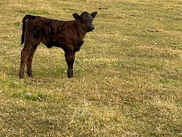 Cattle Land For Sale