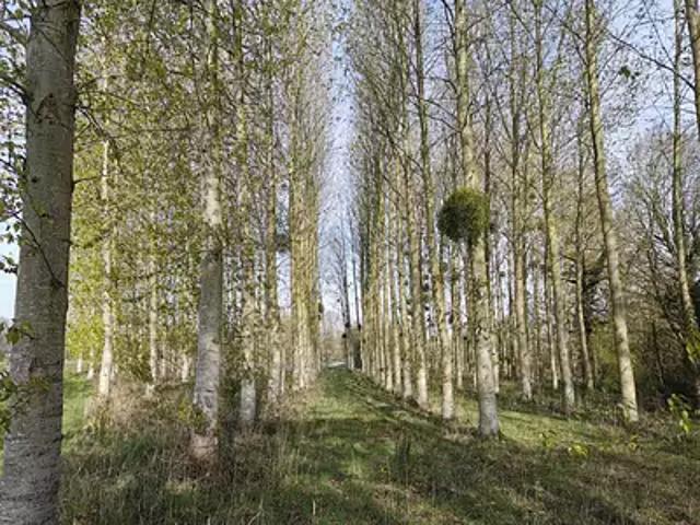 Caulnes 22350 Achat / Vente terrain