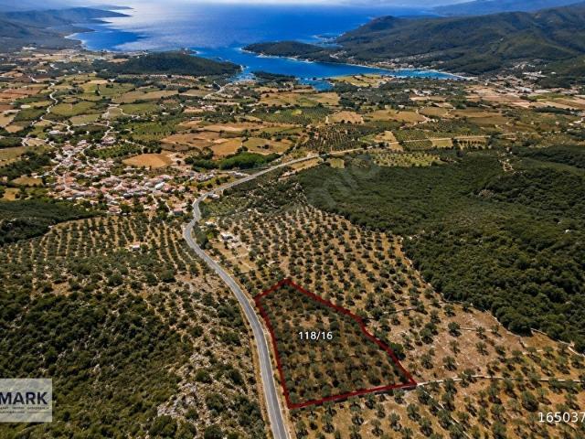 CBMARK'TAN MİLAS'TA DENİZ MANZ. ASFALT CEPHE 2497 M2 ZEYTİNLİK