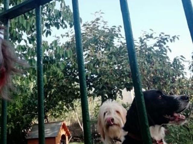 cercasi ricovero per cani