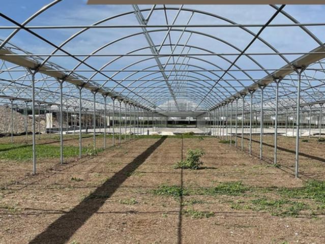 Cerco terreno o serre agricole da coltivare