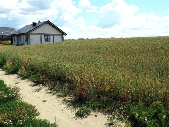 Chmielna 1 029 m², Różyny