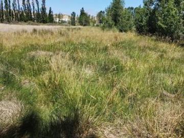 Chacra con cortina de Álamos zona Cancha de Racing, detrás de estación de servicio