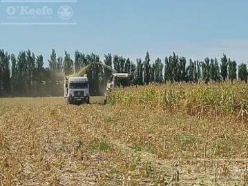Chacra de 26 has en Mendoza, Gral Alvear. hoteleria de animales y producción Forrajera