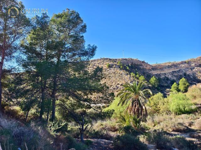 Chalet, Crevillente