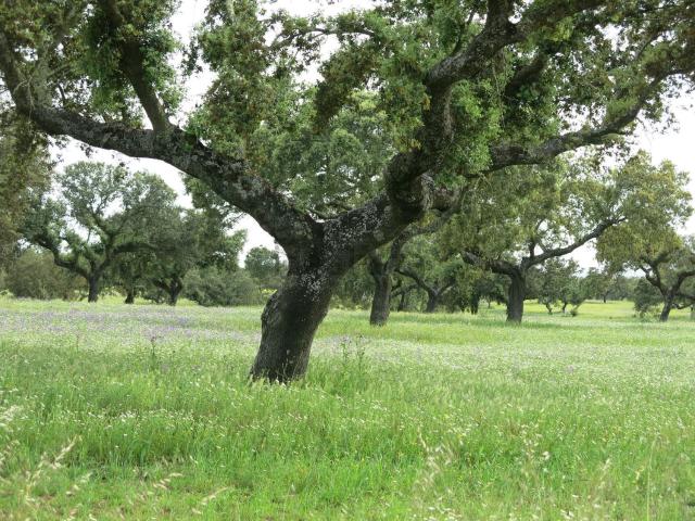 Chalet, Badajoz