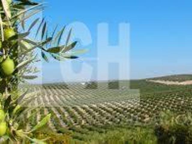 Chalet en venta en Córdoba, Campo