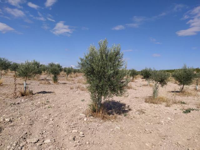 Chalet en venta en Ciudad Real, Ciudad Real