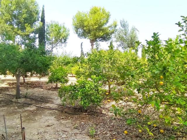 Chalet en venta en Crevillente. Finca en venta en Crevillente Parcela de 8.700 m2 y vivienda de 267 m2. Chalets.