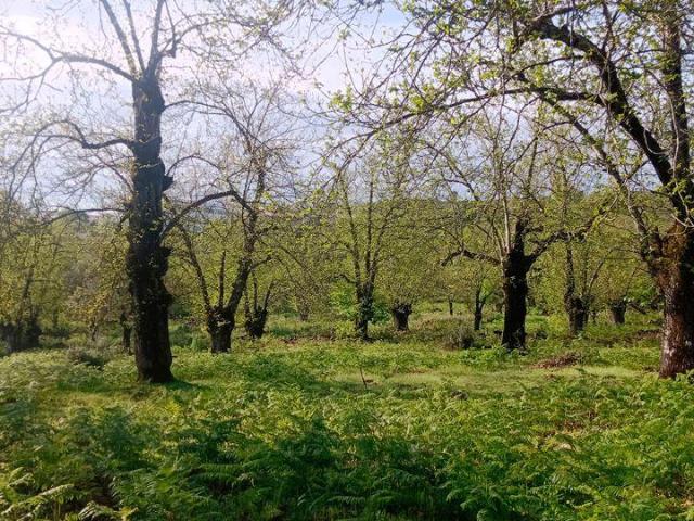 Chalet en venta en Aracena, Aracena