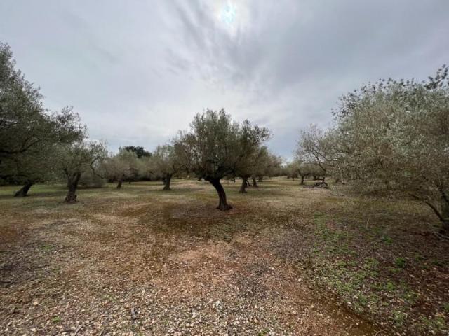 Chalet en venta en Roquetes, Corralises