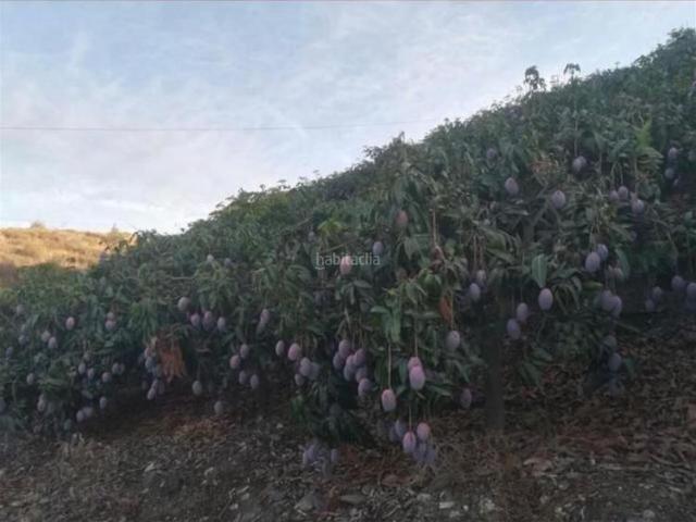 Chalet en venta en Vélez Málaga, Capuchinos Los Olivos. Se vende finca con estupenda casa y produccion de mangos. Chalets Vélez.