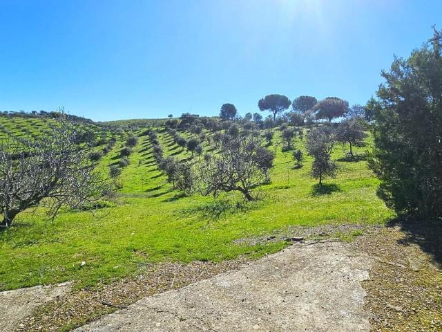 Chalet en venta en Villaviciosa de Córdoba. D. Encantadora finca rústica con olivar y urbana con vivienda en perfecto estado en Villaviciosa!. Chalets Villaviciosa de.