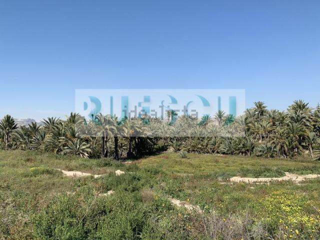 Chalet, Elche / Elx