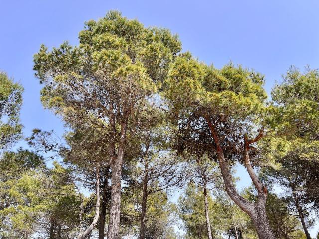 Chalet, Penaguila
