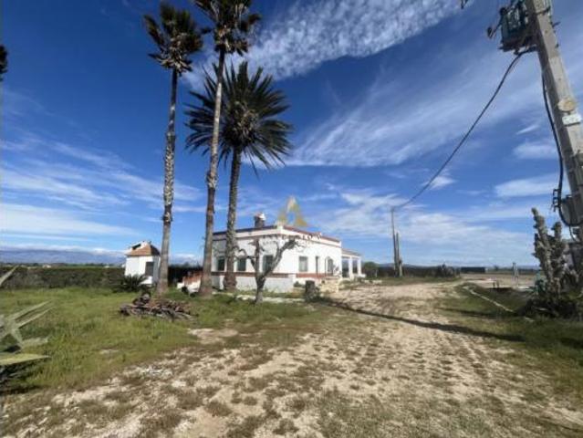 Chalet Venta Amposta, Poble Nou del Delta Eucaliptus