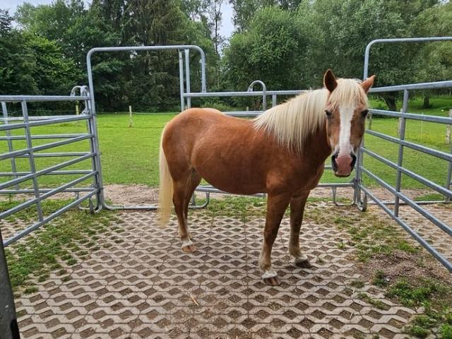Charm. Landhaus, idyllische Alleinlage, LK Rostock, Ausbaureserve, Garage, Scheune & Pferdestall auf 3,4 ha