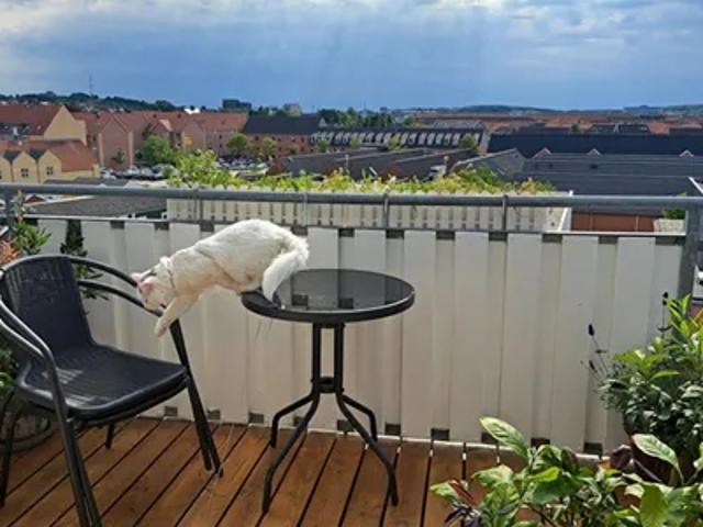 Charmende New York style andelsboligslejlighed med utrolig udsigt ud over Aalborg