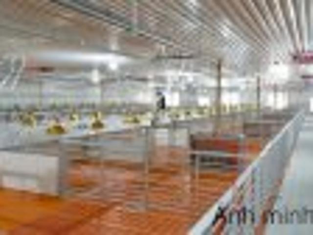 Chính Chủ Cần Bán Trang Trại Nuôi Heo Diện Tích Lớn Tại Thạnh Trị Kiến Tường Long An