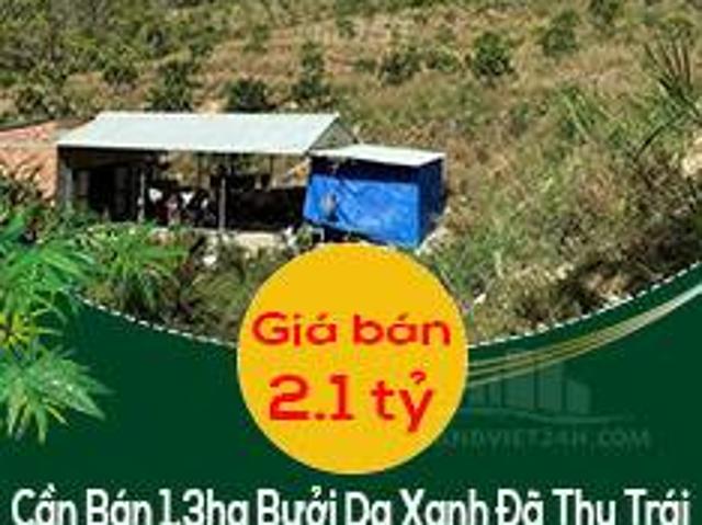Chính Chủ Cần Bán 1.3ha Bưởi Da Xanh Đã Thu Trái Giá 2.1 tỷ