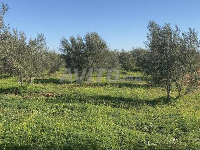 Cinq hectares d'oliviers à Aïn Johra Tiflet