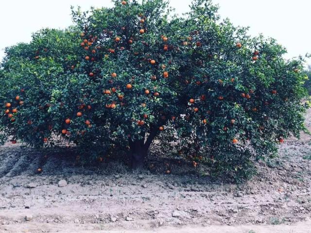 Citrus Land For Sale Sgd Bhalwal Road Sargodha ID 08905