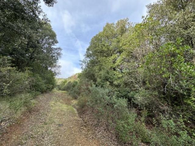 COMUNE DI CASTIGLIONE DELLA PESCAIA VENDESI BOSCO